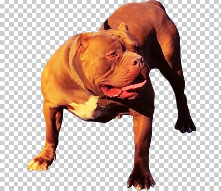 American Pit Bull Terrier Olde English Bulldogge Dog Breed PNG, Clipart, American Pit Bull Terrier, Animals, Breed, Bull, Bulldog Free PNG Download