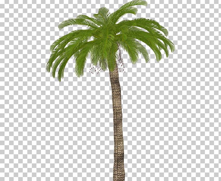 Asian Palmyra Palm Adobe Photoshop Portable Network Graphics Palm Trees PNG, Clipart, Arecales, Asian Palmyra Palm, Borassus Flabellifer, Coconut, Date Palm Free PNG Download