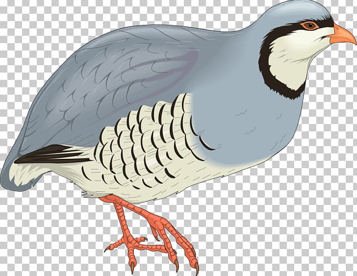 Bird Windows Metafile PNG, Clipart, Animals, Beak, Bird, Cdr, Chicken Free PNG Download