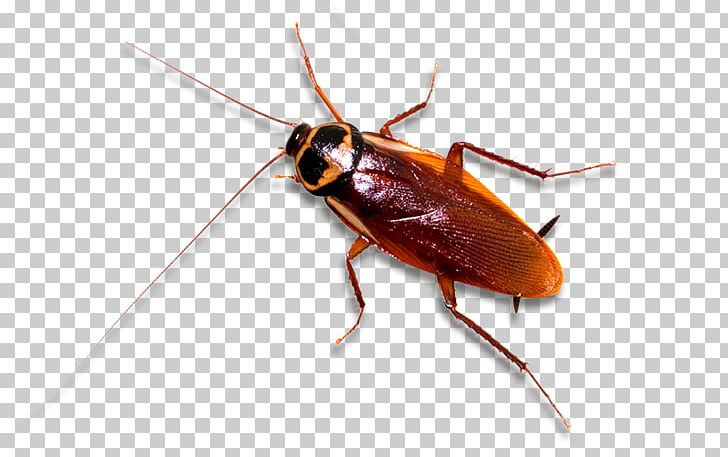 German Cockroach Insect Pest Control PNG, Clipart, Animals, Arthropod, Beetle, Cockroach, Cockroache Free PNG Download