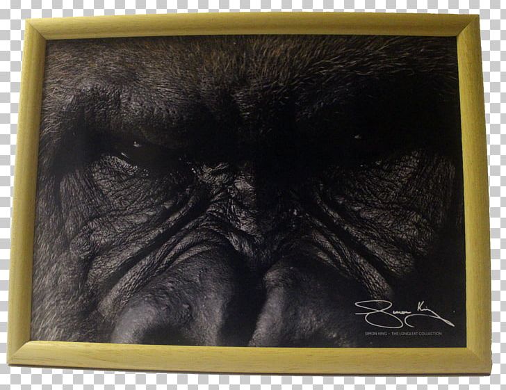 Gorilla Chimpanzee Frames Snout PNG, Clipart, Animals, Chimpanzee, Fauna, Gorilla, Great Ape Free PNG Download