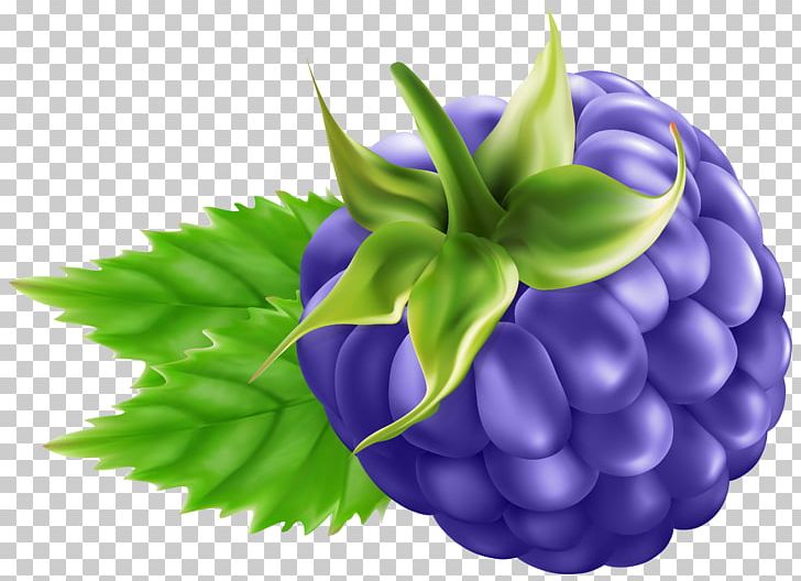 Raspberry Grape Blackberry PNG, Clipart, Art, Berry, Bilberry, Blackberry, Clipart Free PNG Download