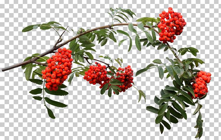 Computer Icons Vine PNG, Clipart, 3d Computer Graphics, Berry, Branch, Data Compression, Food Free PNG Download