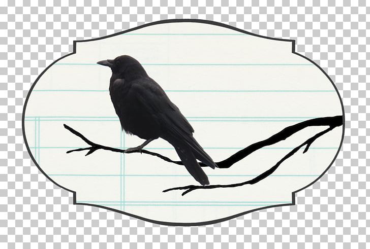 Crow Family Bird Intelligence Raven YouTube PNG, Clipart, Animals, Beak, Bird, Bird Intelligence, Black Magic Free PNG Download