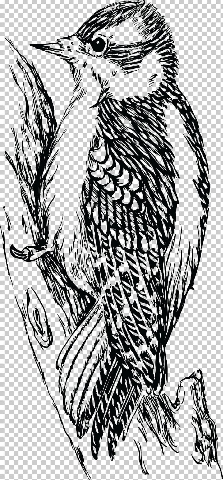 Downy Woodpecker Bird Bald Eagle Hawk PNG, Clipart, Animals, Art, Artwork, Bald Eagle, Beak Free PNG Download