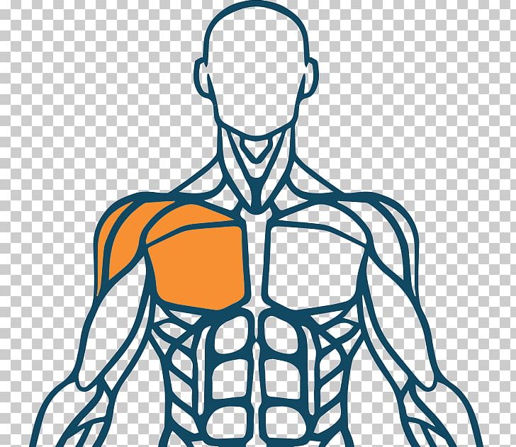 Muscle Human Body Muscular System Finger Human Back PNG, Clipart, Are, Arm, Athletes, Clothing, Diagram Free PNG Download