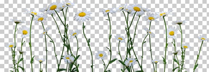 Portable Network Graphics Transparency Drawing Common Daisy PNG, Clipart, Branch, Chamaemelum Nobile, Common Daisy, Computer Wallpaper, Daisy Free PNG Download
