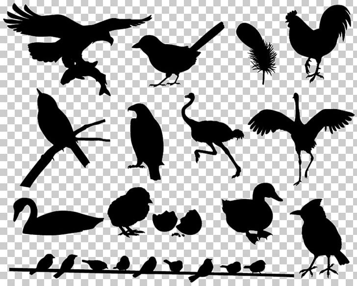 Silhouette Bird Beak PNG, Clipart, Animals, Beak, Bird, Black And White, Branch Free PNG Download