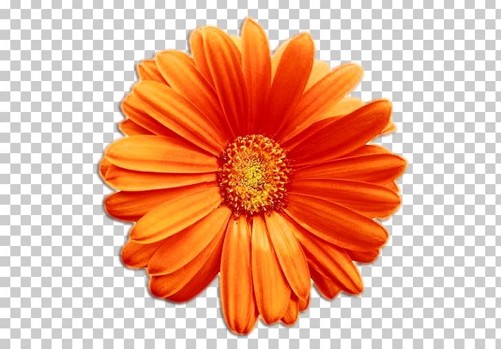 Cut Flowers Transvaal Daisy PNG, Clipart, Chrysanths, Common Daisy, Cut Flowers, Daisy, Daisy Family Free PNG Download