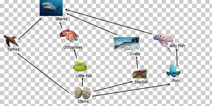 coral reef food web