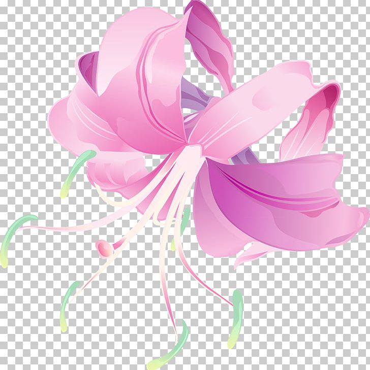 Petal Pink M Flowering Plant PNG, Clipart, Flower, Flowering Plant, Lilly, Magenta, Miscellaneous Free PNG Download