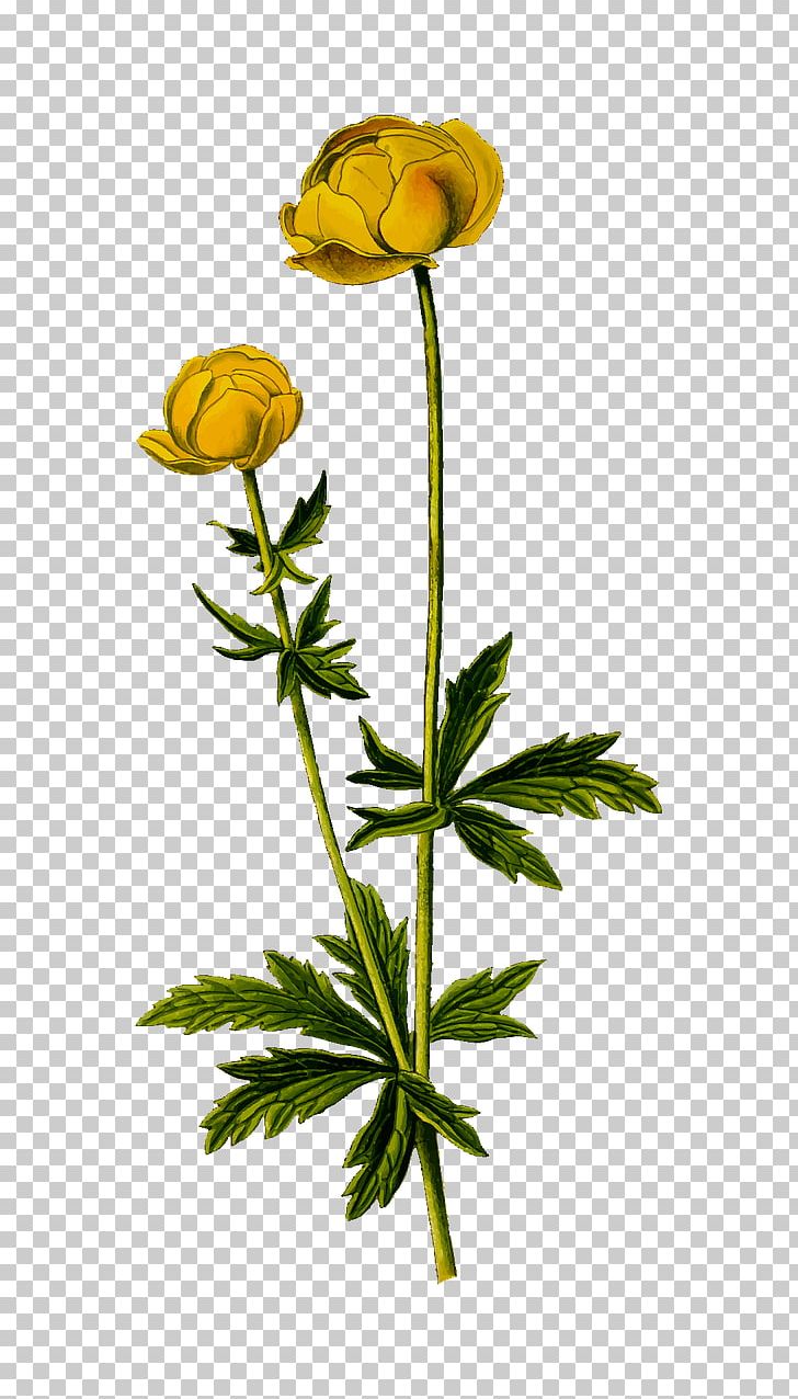 Portable Network Graphics Globeflower Photograph PNG, Clipart, Bud, Computer Icons, Cut Flowers, Flora, Floral Design Free PNG Download
