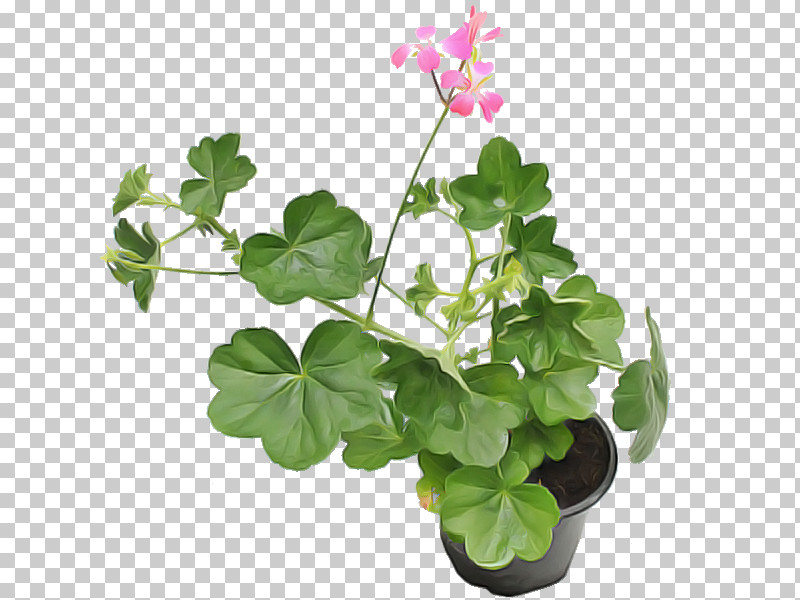 Flower Plant Leaf Flowerpot Houseplant PNG, Clipart, Flower, Flowerpot, Geranium, Herb, Houseplant Free PNG Download