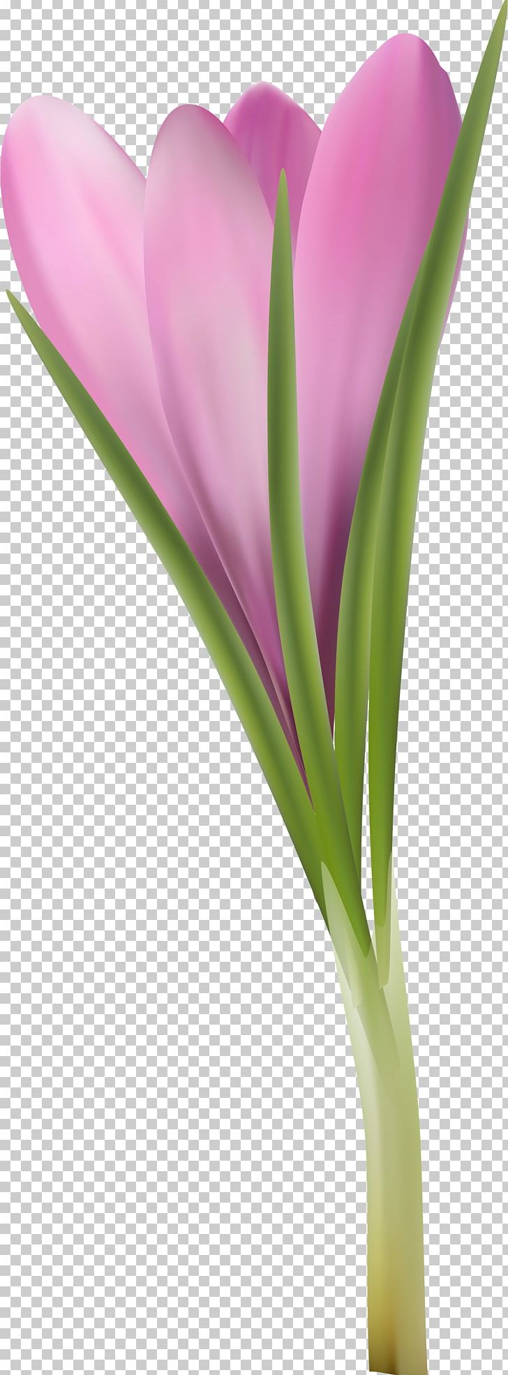 Flowering Plant Purple Lilac Violet PNG, Clipart, Closeup, Crocus, Cut Flowers, Flower, Flowering Plant Free PNG Download