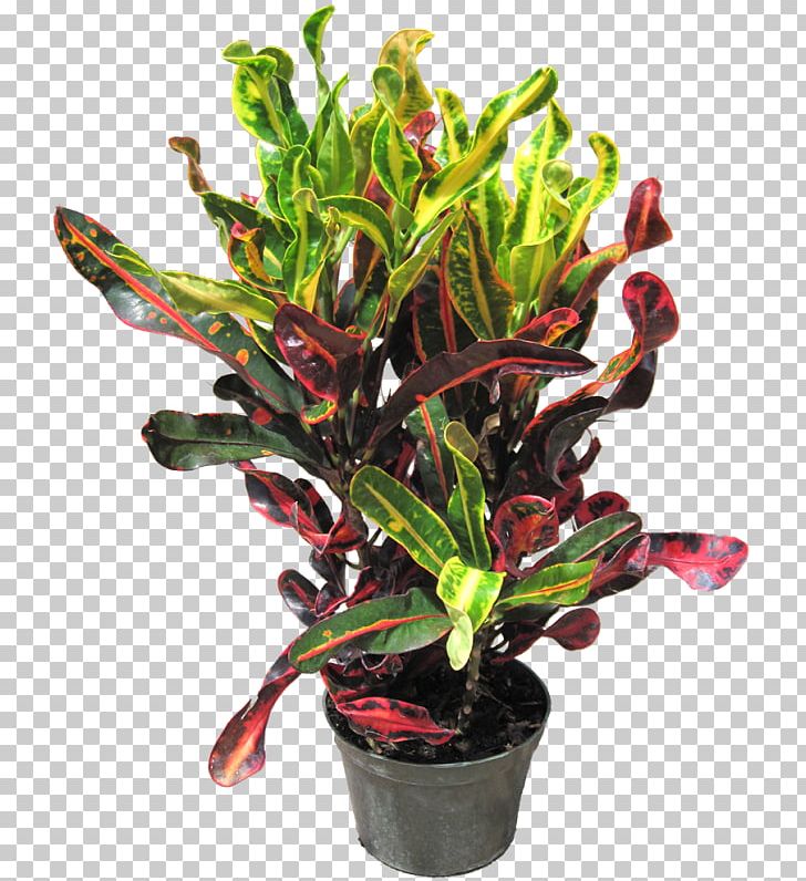 Garden Croton Houseplant Dracaena Fragrans Rushfoil PNG, Clipart, Aquarium Decor, Codiaeum, Dracaena, Dracaena Fragrans, Dumb Canes Free PNG Download