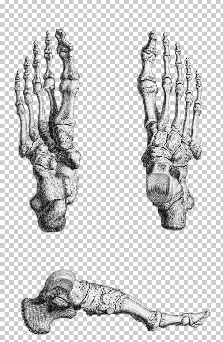 Gray's Anatomy Foot Bone Human Skeleton PNG, Clipart, Anatomy, Arm, Black And White, Carpal Bones, Drawing Free PNG Download