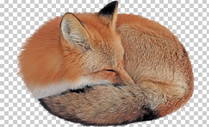 Red Fox Desktop Gray Wolf PNG, Clipart, 1080p, Animal, Carnivoran, Computer, Coyote Free PNG Download