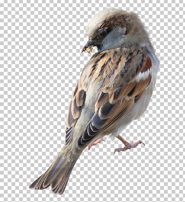 Sparrow Bird Computer Icons PNG, Clipart, American Sparrow, Animals, Avenue Des Buttes Blanches, Beak, Bird Free PNG Download