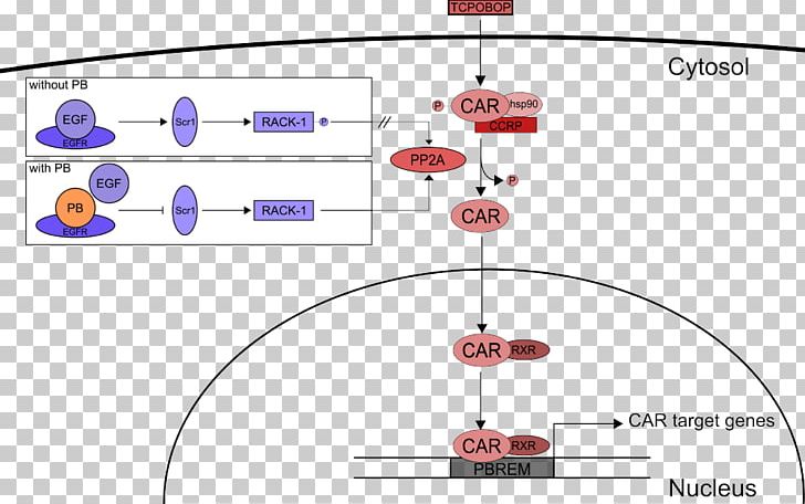 Constitutive Androstane Receptor Nuclear Receptor Pregnane X Receptor PNG, Clipart, Activation, Androstane, Angle, Area, Cell Signaling Free PNG Download