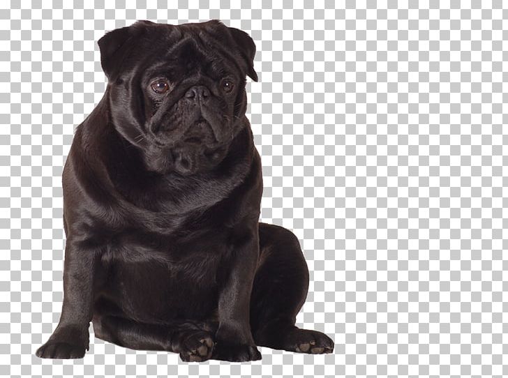 Pug Puppy Dog Breed Companion Dog Toy Dog PNG, Clipart, Animal, Breed, Carnivoran, Collar, Companion Dog Free PNG Download