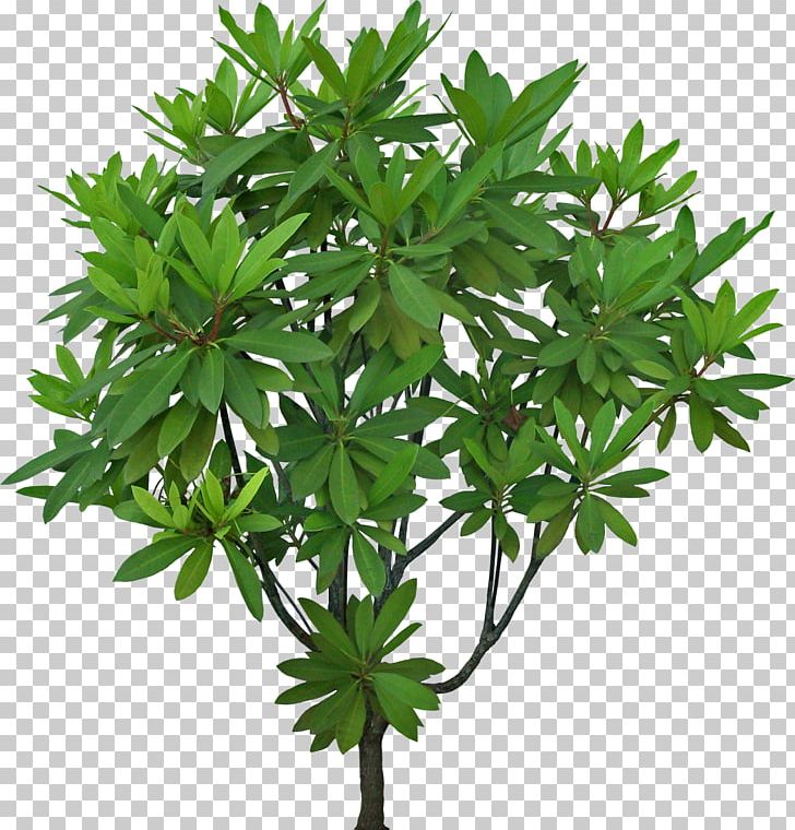 Shrub Tree Landscape PNG, Clipart, Architecture, Bonsai, Download, Evergreen, Flowerpot Free PNG Download