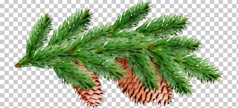 Shortleaf Black Spruce Columbian Spruce White Pine Yellow Fir Red Pine PNG, Clipart, Canadian Fir, Columbian Spruce, Jack Pine, Lodgepole Pine, Oregon Pine Free PNG Download