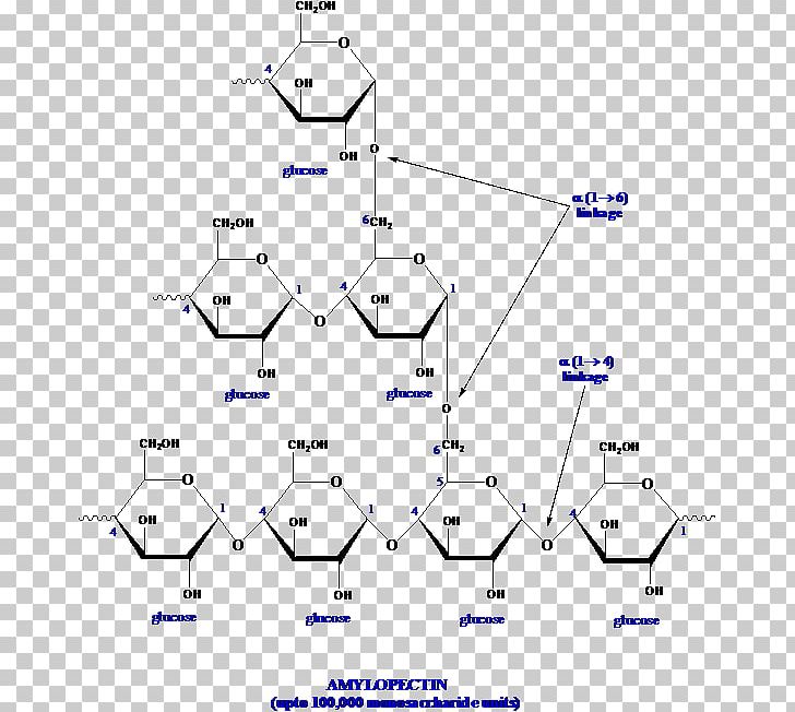 Diagram Line Point Angle PNG, Clipart, Amylopectin, Angle, Area, Art, Diagram Free PNG Download