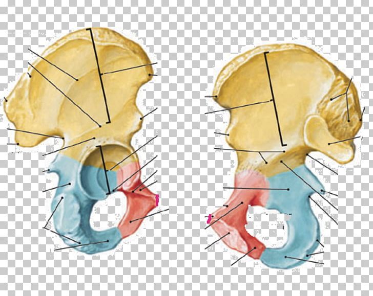 Hip Bone Medial Collateral Ligament Anatomy Human Body PNG, Clipart, Anatomy, Art, Bone, Drawing, Ear Free PNG Download