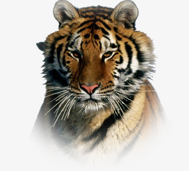 Tiger PNG, Clipart, Animal, Animals, Tiger, Tiger Clipart, Tiger Clipart Free PNG Download