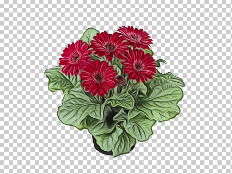 Flower Barberton Daisy Plant Petal Leaf PNG, Clipart, Barberton Daisy, Cut Flowers, Flower, Geranium, Gerbera Free PNG Download