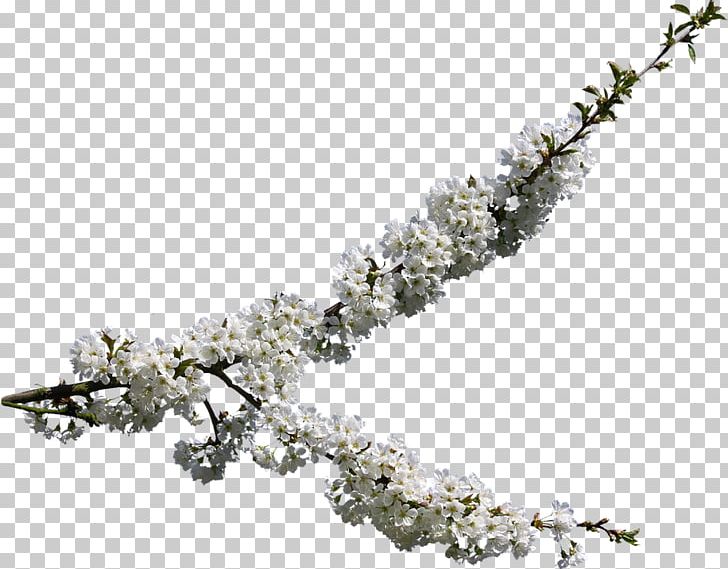 Cherry Blossom Graphics Drawing PNG, Clipart, Blossom, Body Jewelry, Branch, Cerasus, Cherry Free PNG Download