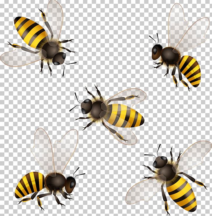 Honey Bee Insect Honeycomb PNG, Clipart, Animal, Arthropod, Bee, Bee Hive, Beehive Free PNG Download