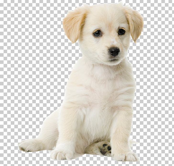 Labrador Retriever Golden Retriever Puppy Pointer Bloodhound PNG, Clipart, Animals, Carnivoran, Companion Dog, Cuteness, Cute Puppy Free PNG Download