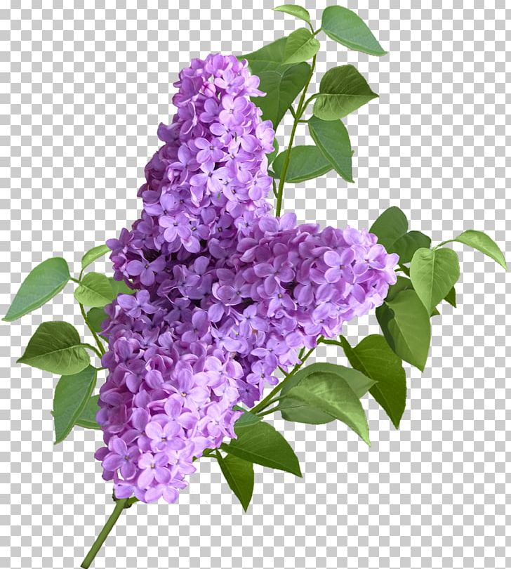 Lavender Shrub Common Lilac PNG, Clipart, Common Lilac, Fleur, Flower, Flowering Plant, Lavender Free PNG Download