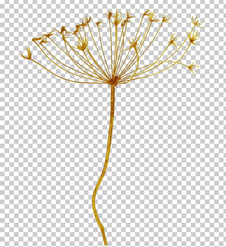 Transparency And Translucency Petal PNG, Clipart, Auglis, Black Dandelion, Blog, Bulletin Board System, Computer Free PNG Download