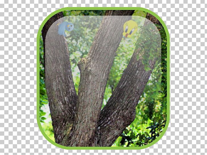 Wood /m/083vt Branching PNG, Clipart, Branch, Branching, Grass, M083vt, Nature Free PNG Download