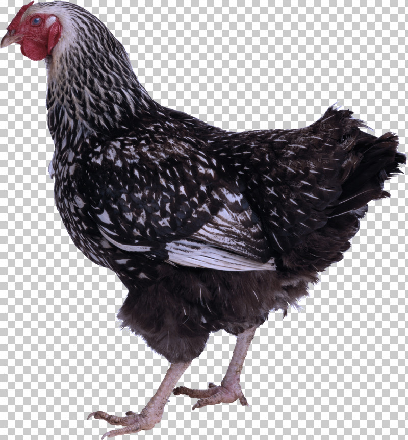 Egg PNG, Clipart, Broiler, Chicken, Egg, Fowl, Gallus Gallus Domesticus Free PNG Download
