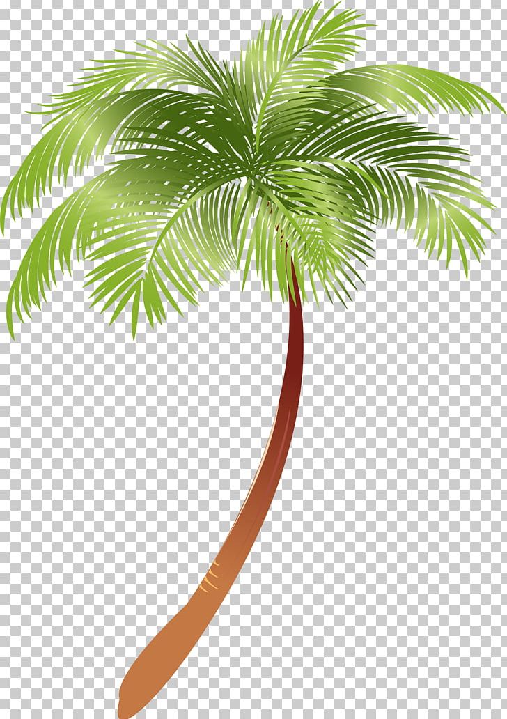 Arecaceae Asian Palmyra Palm Plant Coconut Milk PNG, Clipart, Arecaceae, Arecales, Asian Palmyra Palm, Borassus, Borassus Flabellifer Free PNG Download