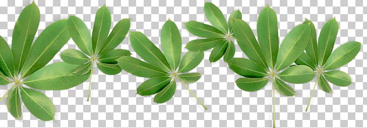Leaf Plant Stem Technology Ceiba Tree PNG, Clipart, Ceiba, Conciliation, Grass, Hand, Hojas Free PNG Download