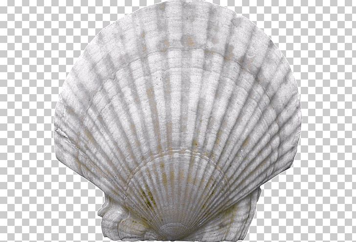 Sher-e-Kashmir University Of Agricultural Sciences And Technology Seashell Nacre Conchology PNG, Clipart, Akoya Pearl Oyster, Animals, Clam, Clams Oysters Mussels And Scallops, Cockle Free PNG Download