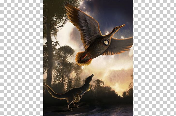 Vegavis Bird Archaeopteryx Dinosaur Fossil PNG, Clipart, Archaeopteryx, Beak, Bird, Bird Of Prey, Computer Wallpaper Free PNG Download