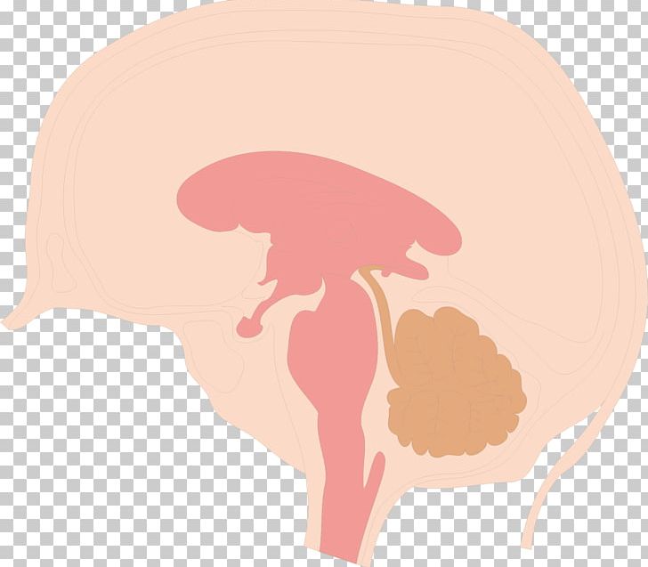 Cerebrum Illustration PNG, Clipart, Asia Map, Brain, Cerebrum, Head, Human Body Free PNG Download