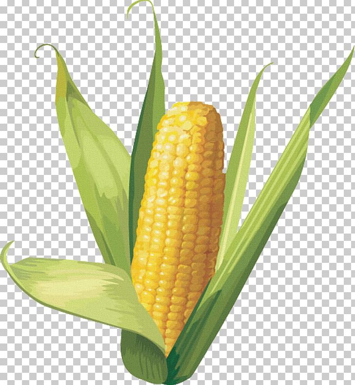 Corn On The Cob Maize Sweet Corn PNG, Clipart, Baogu, Cli, Commodity, Corn, Corncob Free PNG Download
