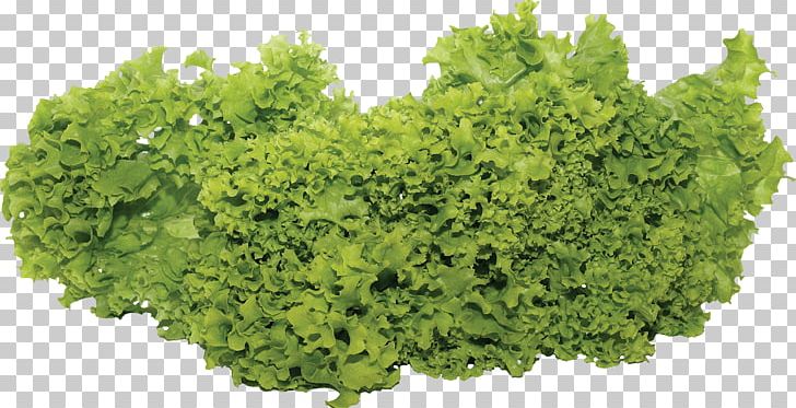 Lettuce Salad Vegetable PNG, Clipart, Cabbage, Cauliflower, Cucumber, Dijeta, Fitchicks Free PNG Download