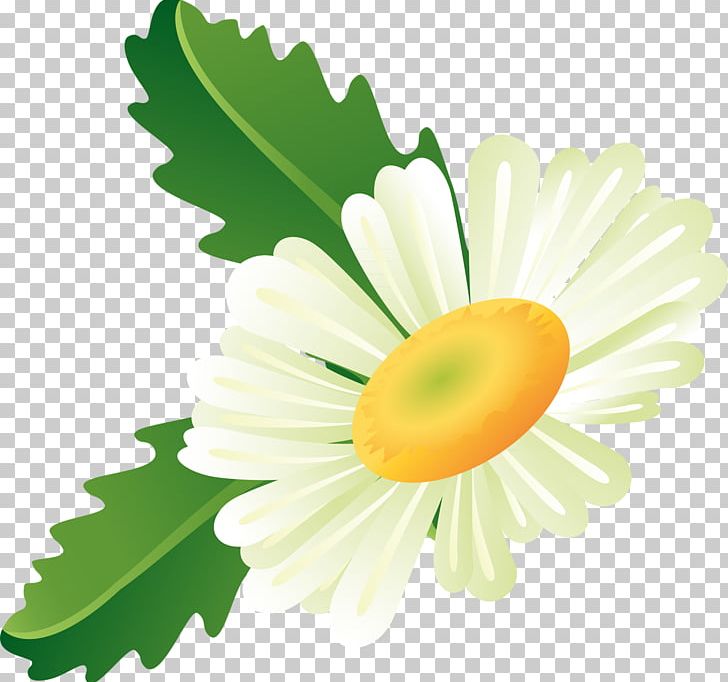 Matricaria PNG, Clipart, Animation, Camomile, Chamomile, Clip Art, Daisy Free PNG Download