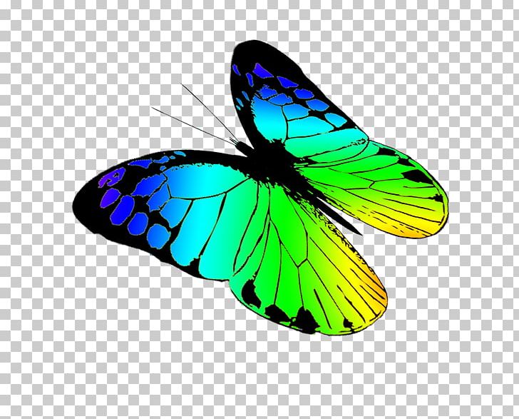 Monarch Butterfly Drawing PNG, Clipart, Brush Footed Butterfly, Butterfly, Cartoon, Drawing, Free Content Free PNG Download