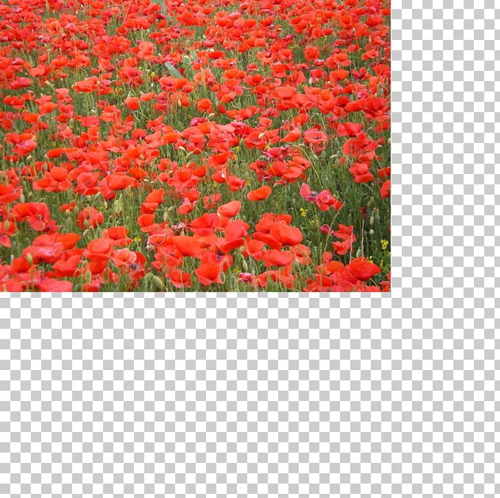 Common Poppy Poppy Field Wildflower Vivre PNG, Clipart, Adolescence, Annual Plant, Common Poppy, Coquelicot, Desktop Wallpaper Free PNG Download