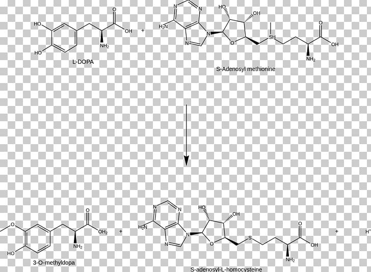 Document White Brand PNG, Clipart, Amino Acid, Angle, Animal, Area, Art Free PNG Download