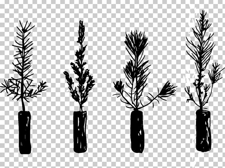 Forestry Silviculture Consultant Contractor Seedling PNG, Clipart, Black And White, Branch, British Columbia, Business, Conifer Free PNG Download