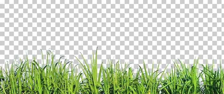 Mexican Feathergrass Lawn Silvergrass Ornamental Grass PNG, Clipart, Commodity, Computer Icons, Crop, Field, Garden Free PNG Download